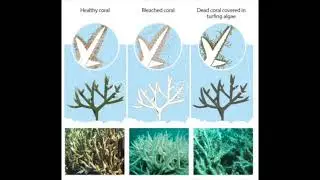 Coral Reef Alliance Commercial