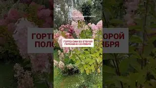 #питомникрастений #садоводничество #сад #гортензия