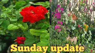 Sunday update/Rooftop garden overview/Summer season garden.