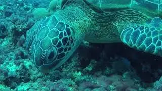 Happy Deep Ocean Colors Underwater