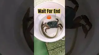 Crab 🦀 caught the fish 🐟 leg #crab #sea #fish #water #nature #wildlife #clips #youtube #shorts