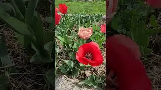 Fairy and Pixie Interdimensional Airport Construction Skunk Hollow Rose Gardens Michigan #flowers