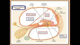 Hearing Part 2: Cochlea - Organ of Corti- OHCs functions - auditory pathway - Deafness
