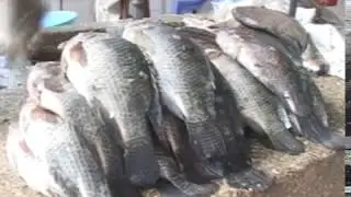 Lake Victoria fish farmers adopt new fishing innovation