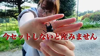 ヒメオオクワガタの産卵セットは時期を逃すと産みません