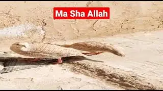 Silver salyty Teetr Ma Sha Allah #youtubeshorts #kalateetar #blackfrancolin#silverteetar