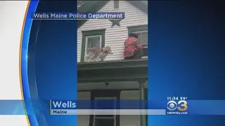 Dog Rescued From Roof By Firefighter In Maine