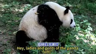 🎉🐼 