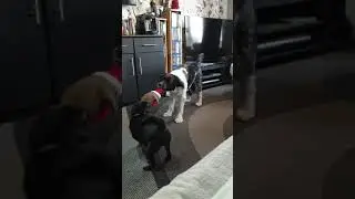 Pip and Molly playing