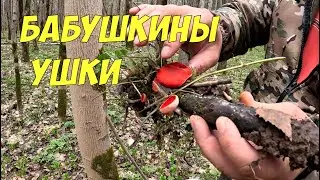 Саркосцифа - съедобный весенний гриб. Как выглядит и где растёт