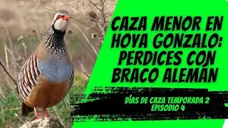 CAZA MENOR EN HOYA GONZALO: PERDICES CON BRACO ALEM&Aacute;N | D&Iacute;AS DE CAZA