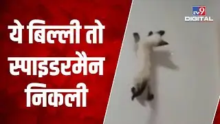 छिपकली से भी तेज दीवार पर चढ़ गई बिल्ली, वीडियो देख लोग बोले- ये बिल्ली तो स्पाइडरमैन निकली| #TV9D