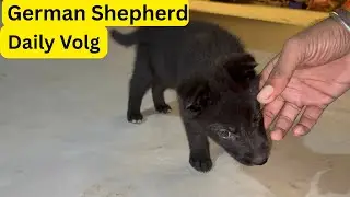 German Shepherd ￼| Daily Volg| #babul #travel #yadav #chathvlog #love #musicgenre #song #music 