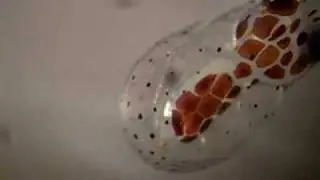 Octopus Larvae