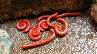 Animal Swarm , A Rare Look at a Millipede Colony #AnimalSwarm #RareAnimals #IncredibleInsects