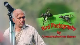 00005. Euxesta - Picture-winged flies