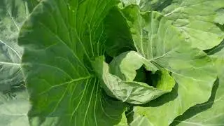 watering my 40days old cabbage plants