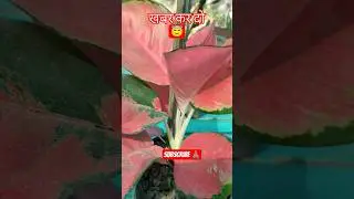 #comedy #youtuber #tiktok #ytshorts #trendingshorts #viralshorts #houseplants #newsupdate #flowers