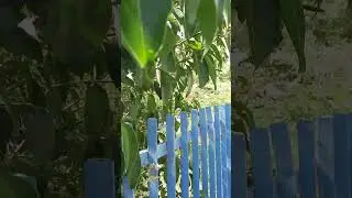 Il ligustro lucido, bellissimo! beautiful white #privet!|#asmr #ligustro #white #flowers #sun