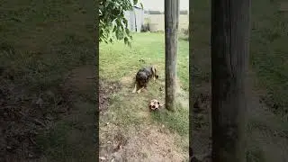 C&Ocirc; THỦ M&Ocirc;N NĂNG ĐỘNG