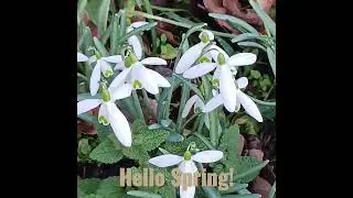 Snow drops: welcome spring, goodbye winter