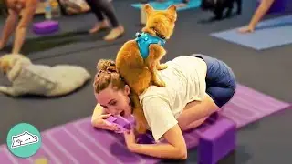 Yoga Dogs Can't Help But Make People Take Them Home | Cuddle Buddies