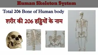 Total 206 bone Of human body || Human Skeleton system part-1 || Distribution of Bones in Human body