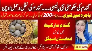 today wheat | wheat updated to afghanistan | chana price | sugar situation today | dhan rate today