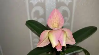 Эмоции зашкаливают. Орхидея Smoky Pink (Легато). Первое цветение