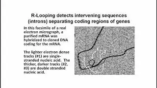 194-2 The Discovery of Split Genes