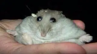 top 5 hamster