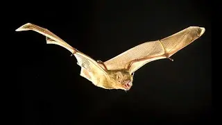Western Yellow Bat