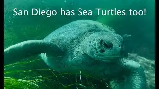 California has Sea Turtles! San Diego Snorkeling
