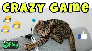 Crazy cat game😹#kitten#funny #cutekitty #sweet #amezing #magiccats #love #cat #kitten @CatKingdom66
