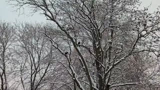 Winter Trees in Falling Snow ❄️ | Crows, Distant Birds & Real Nature Sounds 4K (No Music)