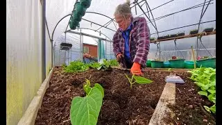 Planting Fennel, Bush Beans & Cabbage