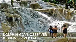 Dolphin Cove & Dunn's River Falls | Shore Excursion | NCL