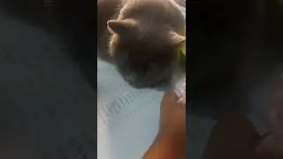 #paytak #cat #ytdayibenionecikarnolur #kesfetbenionecikar #funny #kedi #cute #animals#ferditayfur