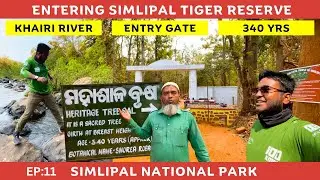 Simlipal Tiger Reserve Mai Tree ka age hai 340 Yrs | Heritage Tree | Ep:11