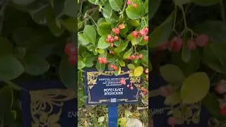 Бересклет японский.                 Место:Адлер-Южные культуры. #рекомендации #южныерастения#адлер