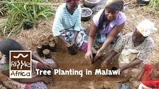 Tree Planting August 2014 - RIPPLE Africa