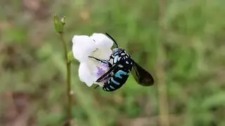 Neon cuckoo bee (Thyreus nitidulus)