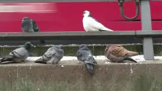 Colourful pigeons /Bunte Tauben  (Berlin Alexanderplatz )