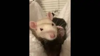 Cute sleepy baby rats