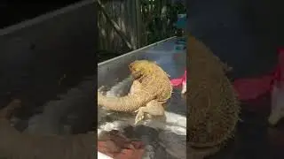 Bearded dragon with MBD trying to wslk