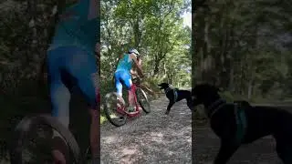 Dog scooter training session !