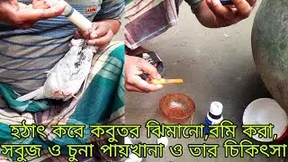 হঠাৎ করে কবুতর ঝিমানো,বমি করা, সবুজ ওচুনা পায়খানা ও চিকিৎসা @chitrapurikrishichita  প্রথম পর্ব