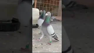 Feeding Time! #kalapati #racingpigeon #racingpigeons #pigeonracing #kabootar #pigeon #pigeonsport