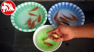Ikan Kohaku dan Ikan Showa | FAUNA KITA