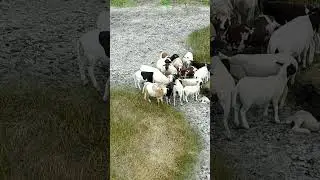 borregas con la llegada del frente frio